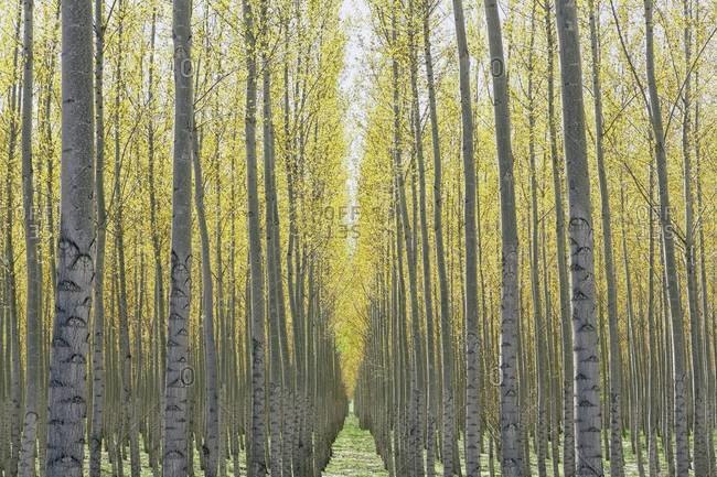 Rows of commercially grown poplar trees on a tree farm, near Pendleton, Oregon.