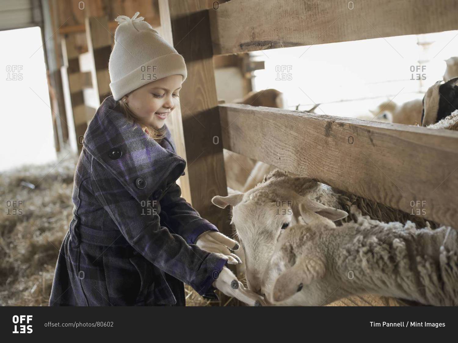 A child in the animal shed letting the sheep feed from her hand.