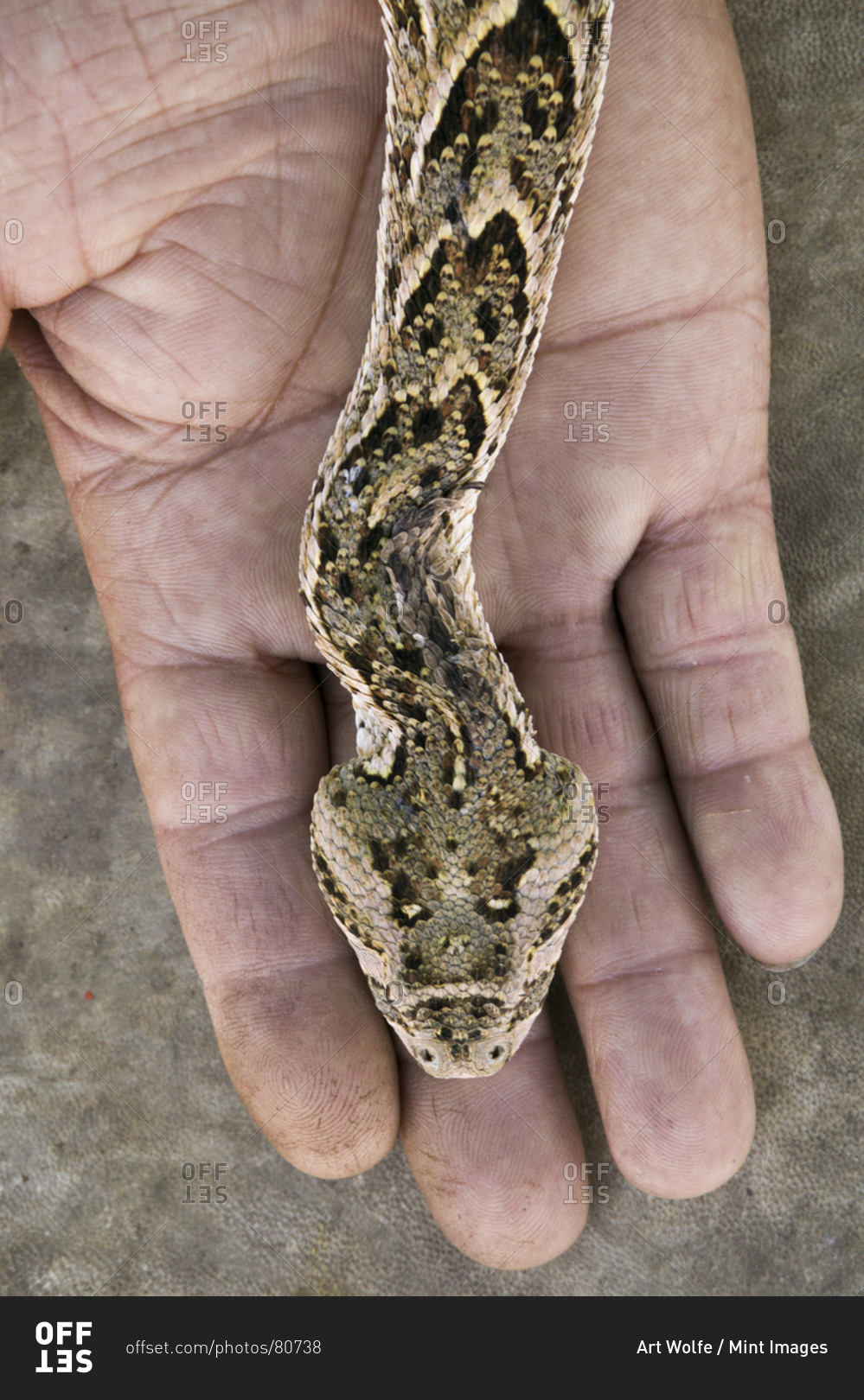 A snake on the hand of a snake charmer in Morocco