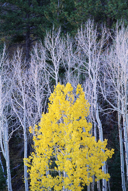 Autumn in Dixie National Forest. White branches and tree trunks of aspen trees, with yellow brown foliage. Dark green pine trees.