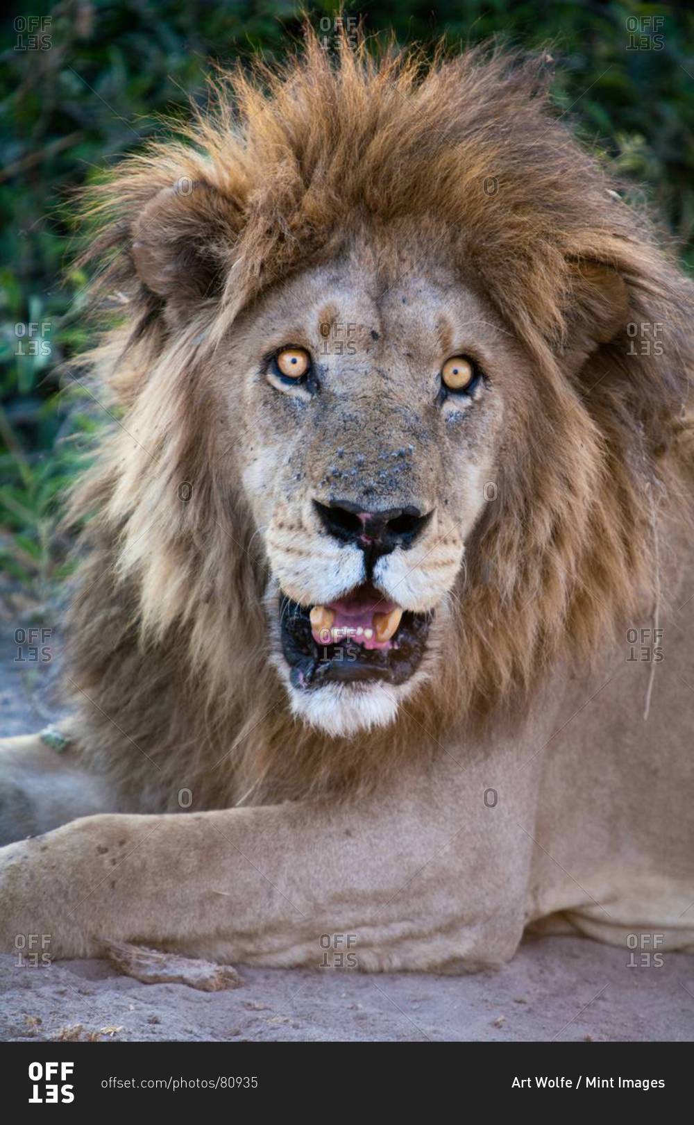 Male lion roaring