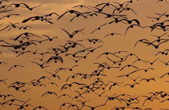 Silhouette of a flock of Snow geese