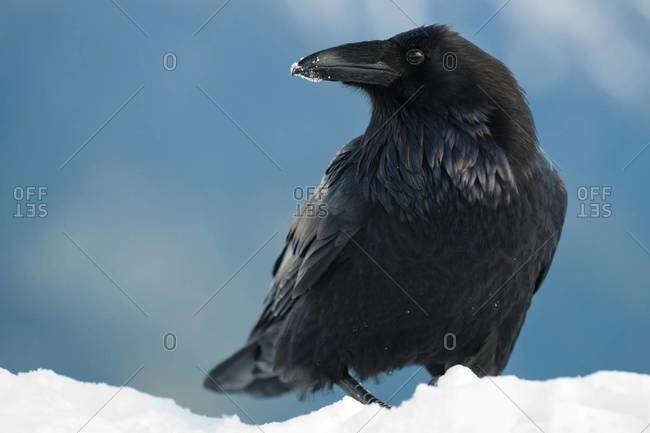 Raven in snow, Corvus corax, Olympic National Park, USA