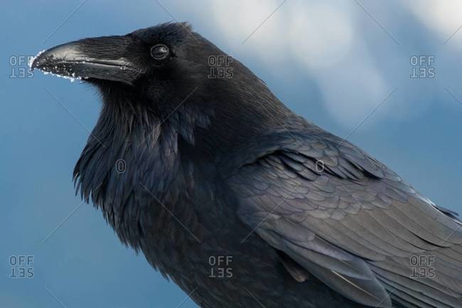 Raven with snow on its beak, Corvus corax, Olympic National Park, USA