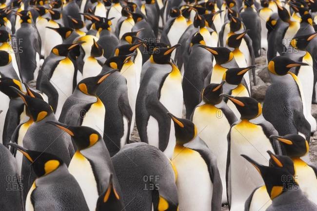A rookery of King Penguins