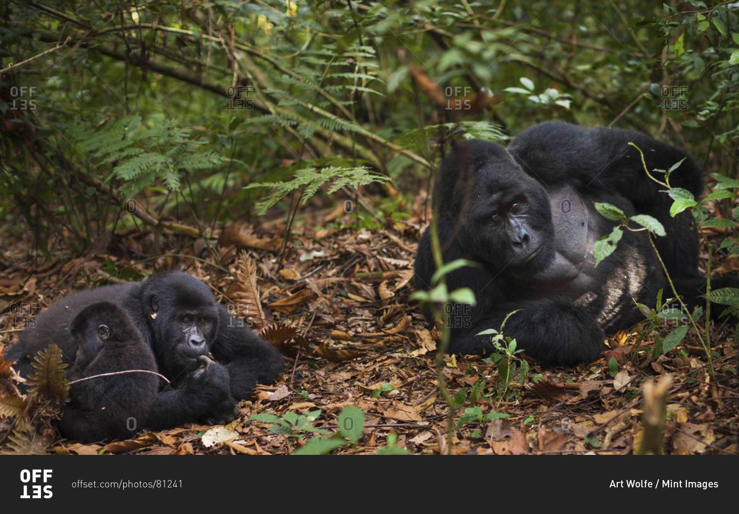 Mountain gorillas and juvenile
