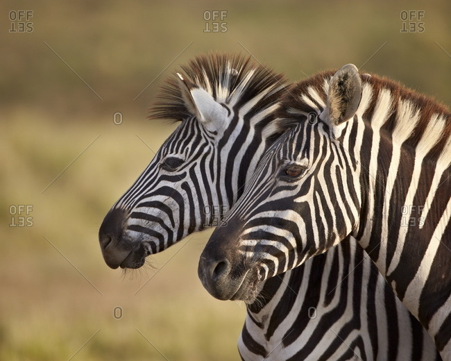 two zebra stock photos - OFFSET