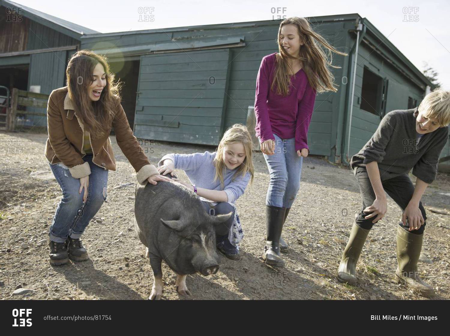Three children and a young woman with a large pig, in the pigpen at an animal sanctuary