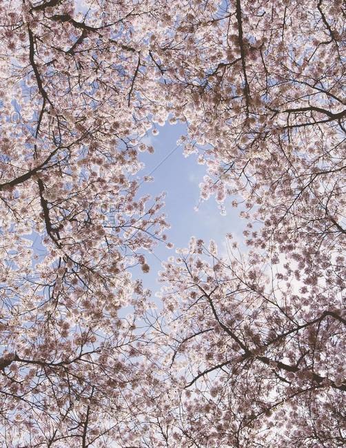 Frothy pink cherry blossom on cherry trees in spring in Washington state viewed from the ground against a blue sky