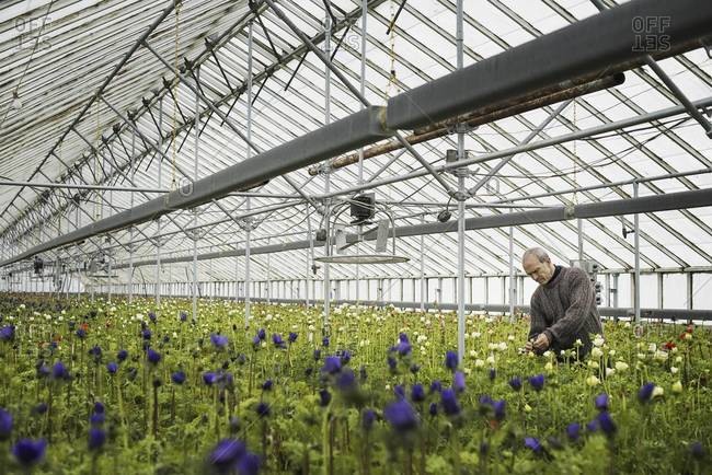 A man working in an organic plant nursery glasshouse in early spring