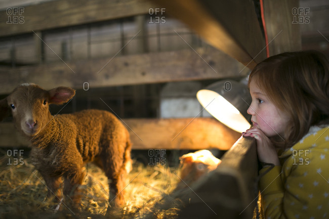 Young girl watching lamb on farm