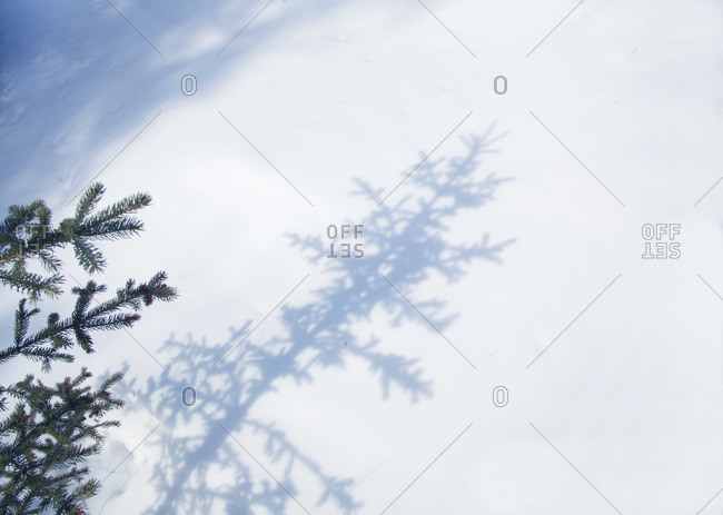 Shadow of a pine tree on the snow