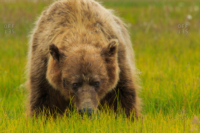 Brown bear with snout in grass