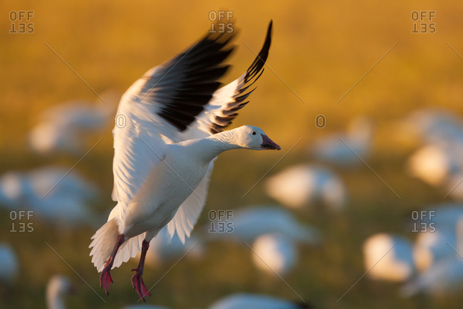 Snow goose coming in for a landing