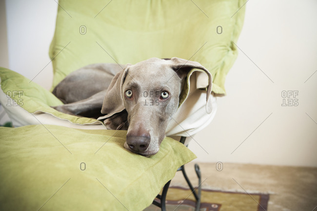 Weimaraner sleeping clearance in bed