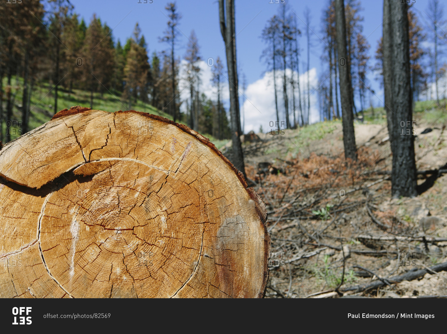 Cross section of cut Ponderosa Pine tree in recently burned forest