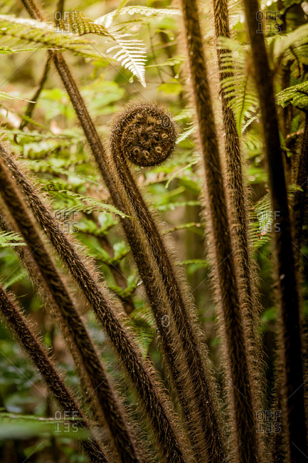 Punga Or Tree Fern The Unfurling Frond Is Called A Koru In Maori