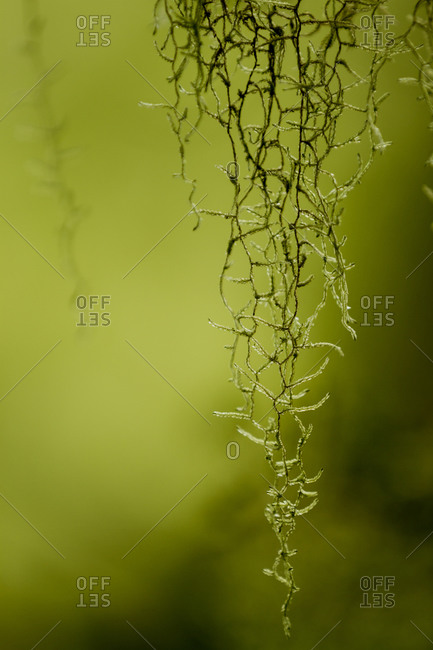 Spanish Moss Drapes From Trees Everywhere Stock Photo Offset
