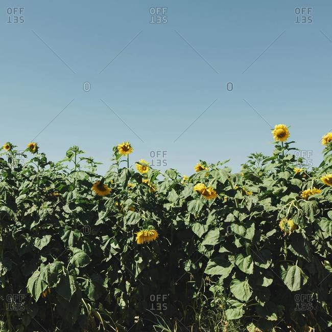 Field of tall sunflowers growing near Quincy in Washington State