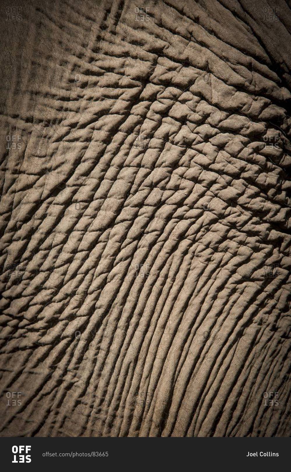 A Close-up Photo Of Wrinkled Elephant Skin Stock Photo - Offset