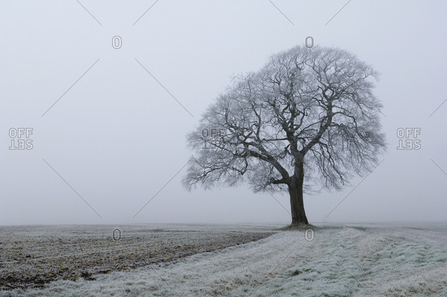 Frost on the land and a beech tree in winter.