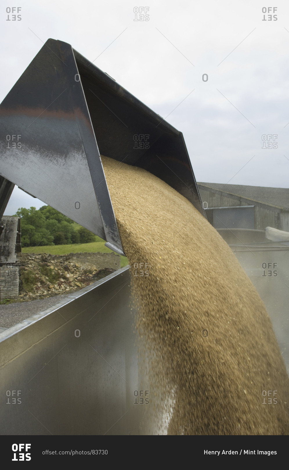 Grain harvest being poured into a trailer