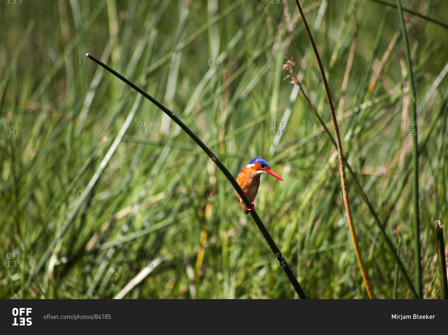 Colorful kingfisher on twig