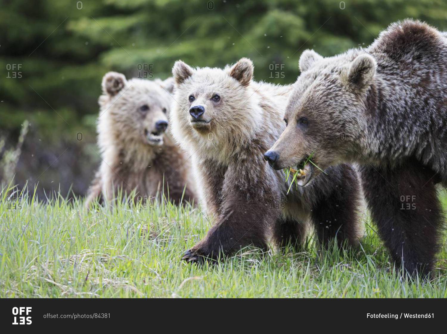 Canada, Alberta, Jasper and Banff National Park, Grizzly bears, mother with young animals