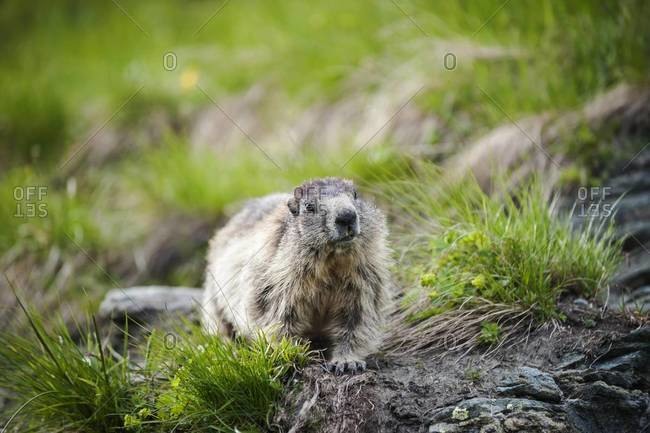 Austria, Carinthia, Kaiser-Franz-Josefs-Hoehe, curious alpine marmot (marmota marmota)