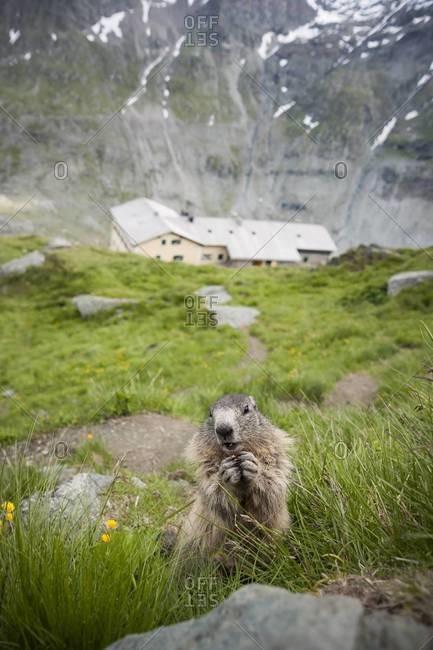 Austria, Carinthia, Kaiser-Franz-Josefs-Hoehe, alpine marmot (marmota marmota) eating