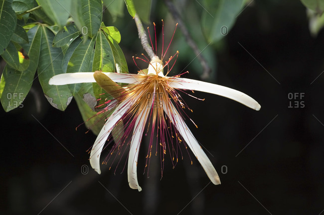 The flower of Pachira tree, Cano Palma, Costa Rica