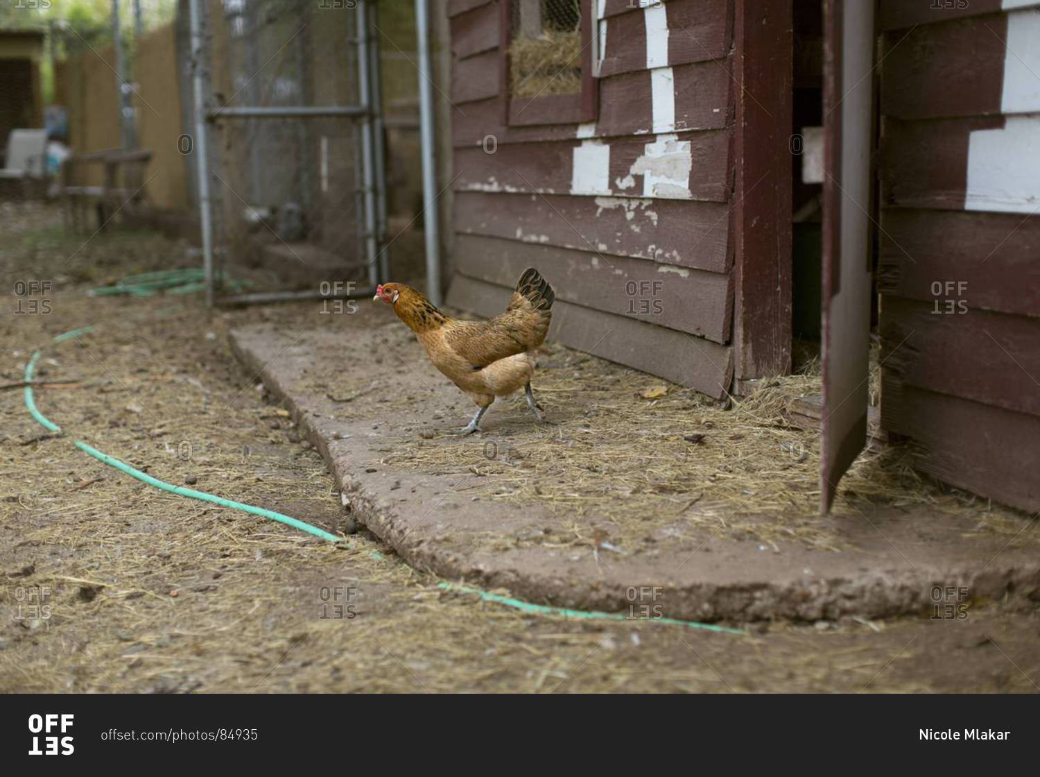 Chicken leaving coop