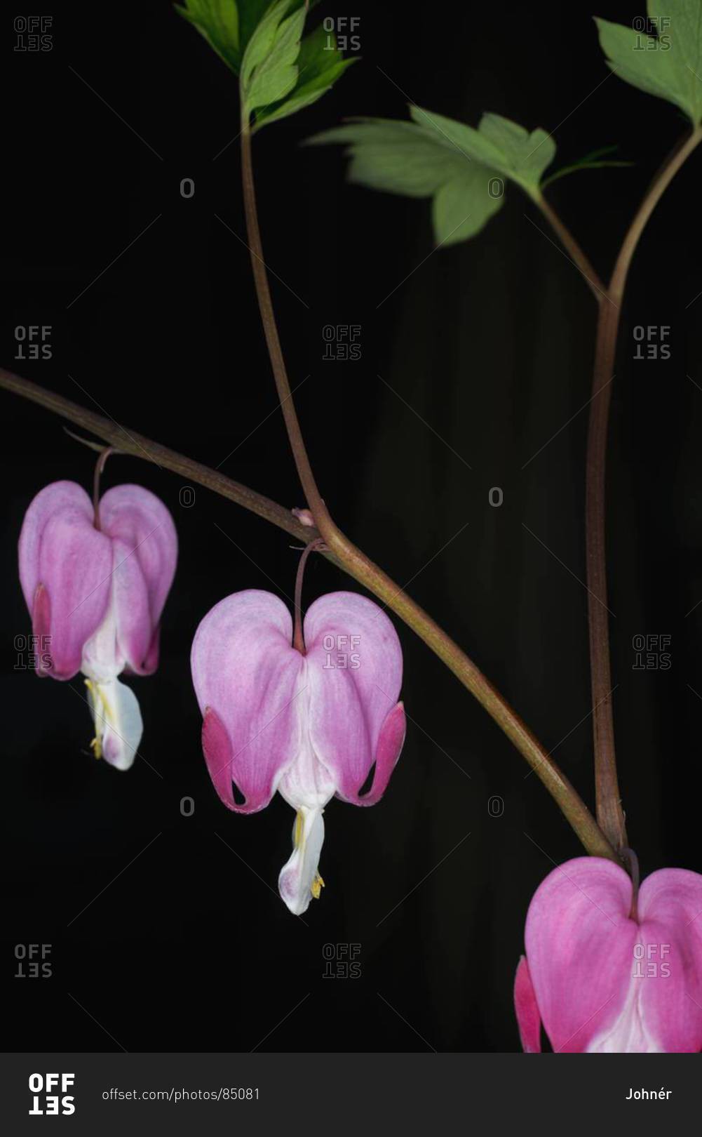 Pink flowers against black background, studio shot