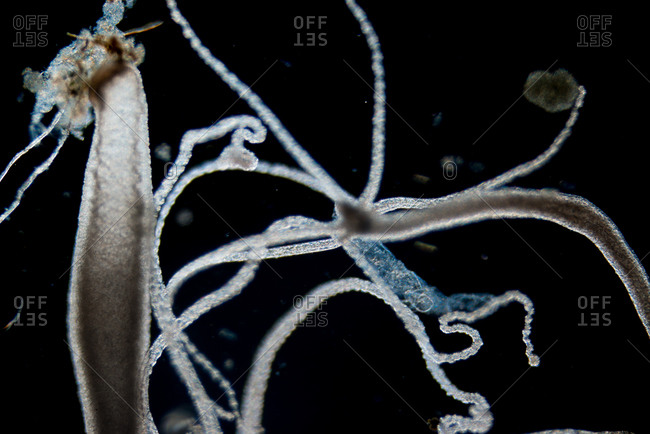 Microscopic view of a Hydra animal stock photo - OFFSET