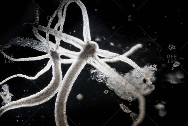 Microscopic view of a Hydra animal
