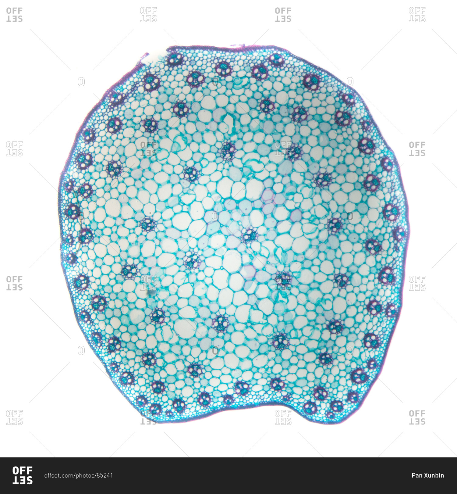 Cross Section Of A Monocot Stem