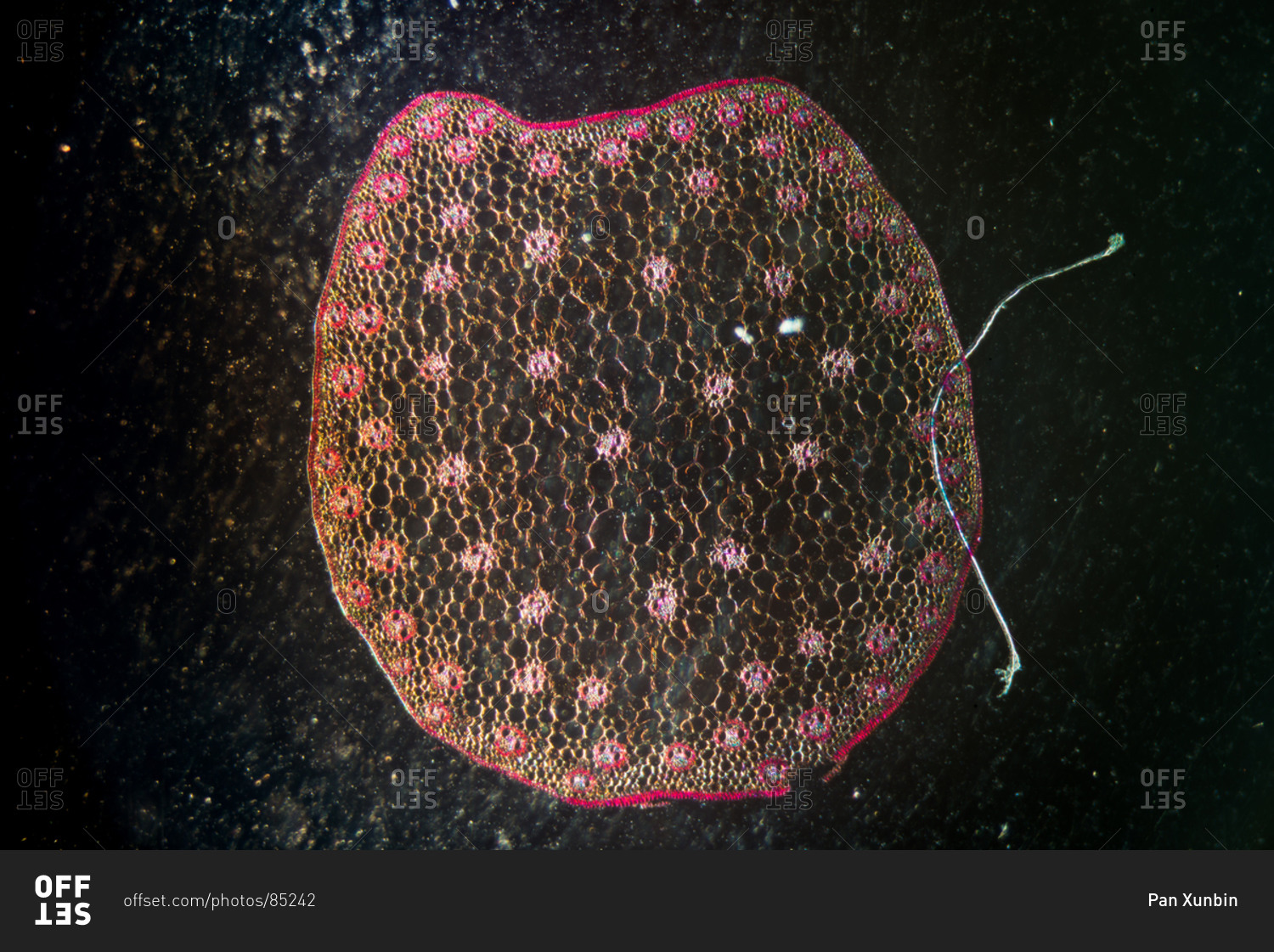 Corn stem cross section, with typical monocot arrangement of vascular
