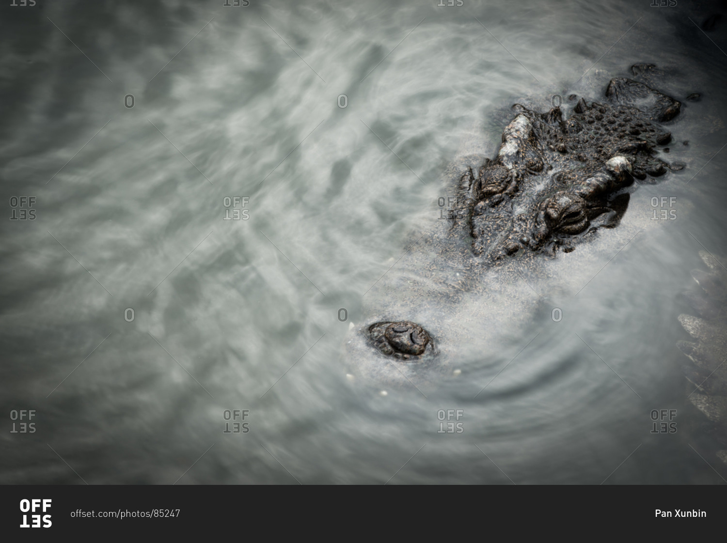 Crocodile under water