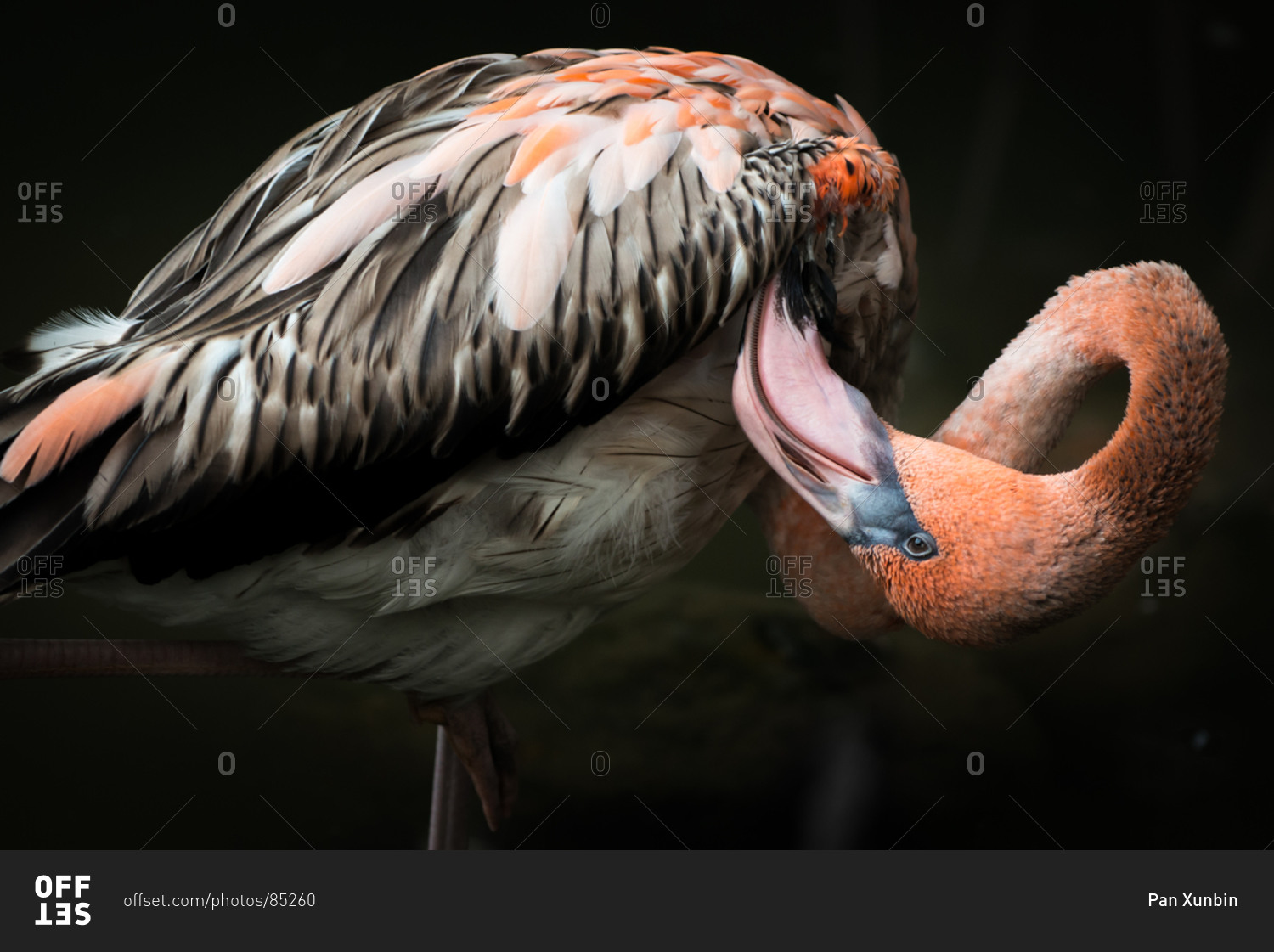 Close up view of a flamingo