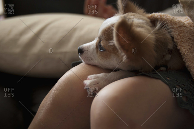 Dog lying on woman's lap, close-up