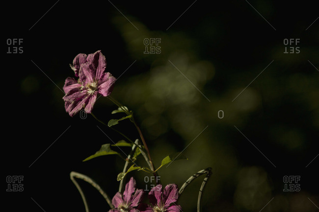 Close-up of three dying pink flowers