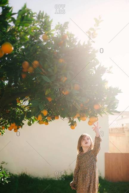 Young girl picking oranges from tree