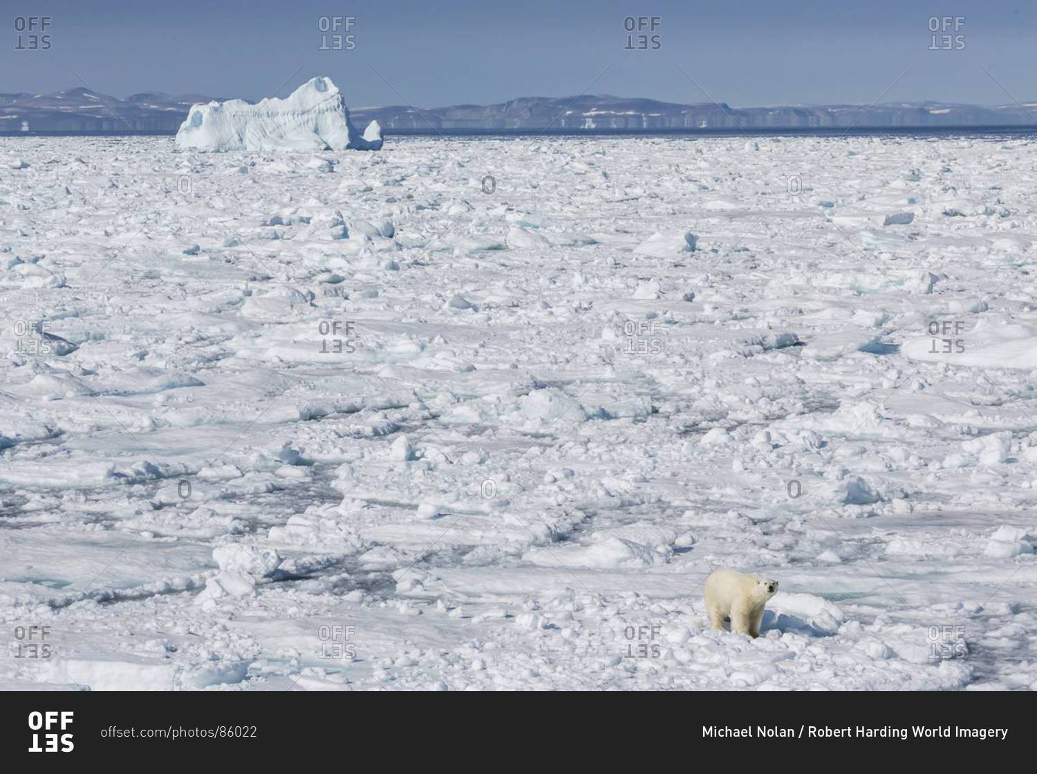 Adult polar bear (Ursus maritimus) on ice floe, Cumberland Peninsula, Baffin Island, Nunavut, Canada