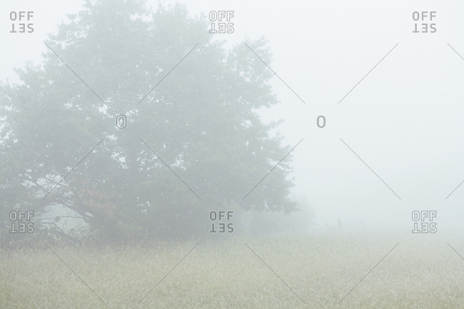 Single tree on foggy field