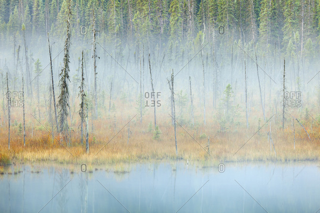 Scene of foggy pond and forest