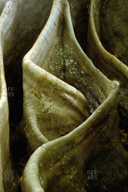 Close-up of the Rippled Roots of a Tree