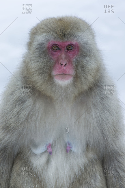 Portrait Of A Female Japanese Macaque Stock Photo Offset