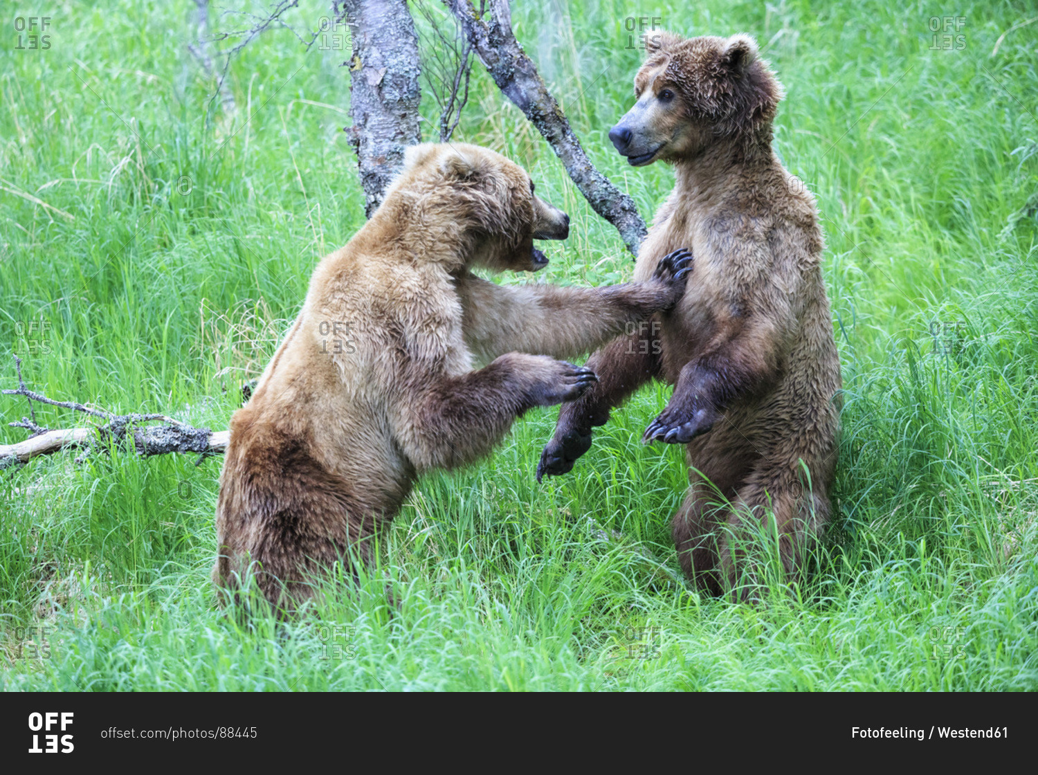 Playing Brown bears (Ursus arctos), young animals