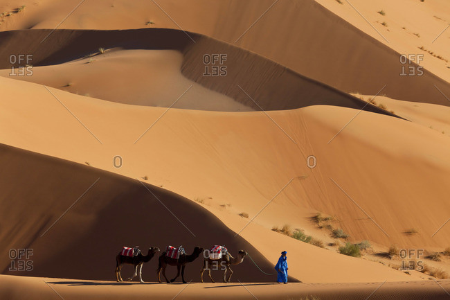 Tuareg man leading camel train, Erg Chebbi, Sahara Desert, Morocco