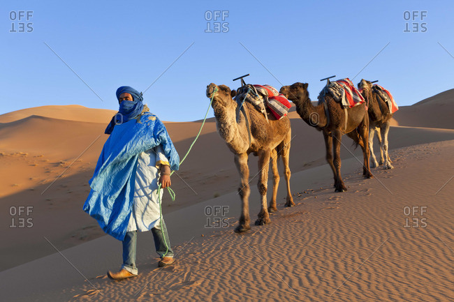 Tuareg man leading camel train, Erg Chebbi, Sahara Desert, Morocco